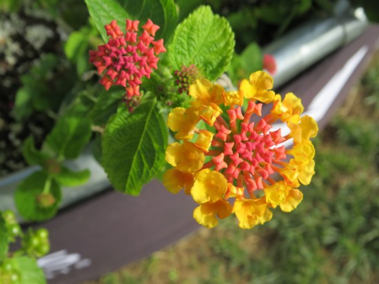 Pink flowers with yellow petals amid a green garden.