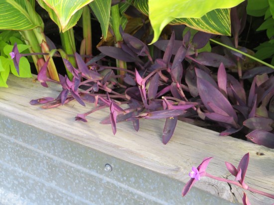 Purple flowers jutting from beneath green bushes and atop the concrete planter.