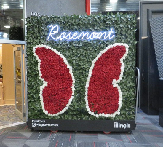 A pair of wings made of roses, mounted on a wall with a neon cursive Rosemont sign. No one's posing with them.