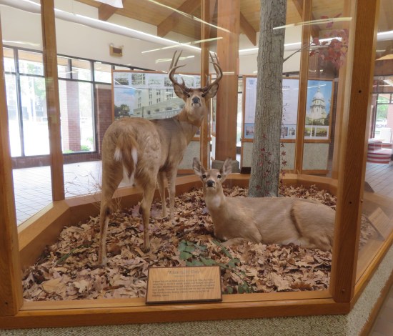 Two stuffed deer posed inside a visitor center display -- one stands, one lies down, both stare into the camera. Fake leaves line the floor.