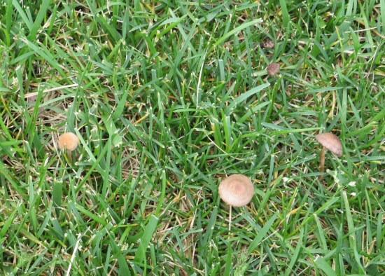 Tiny mushrooms popping up through cemetery grass.