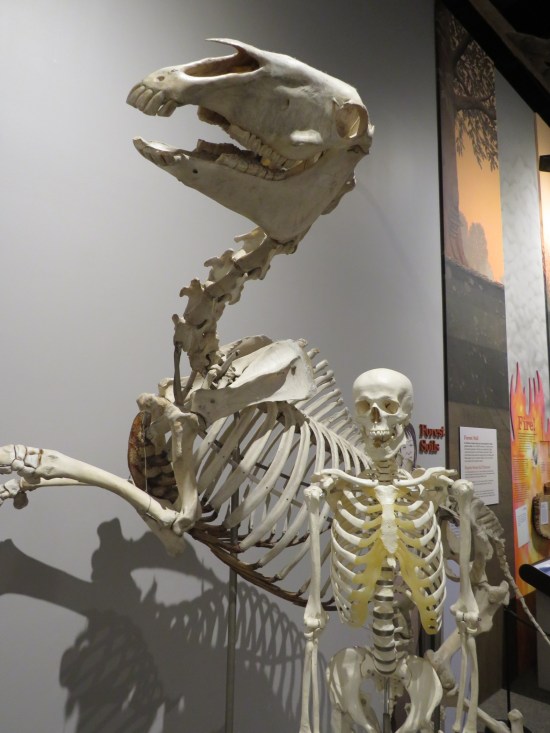 A human skeleton and a horse skeleton posed together in a museum.