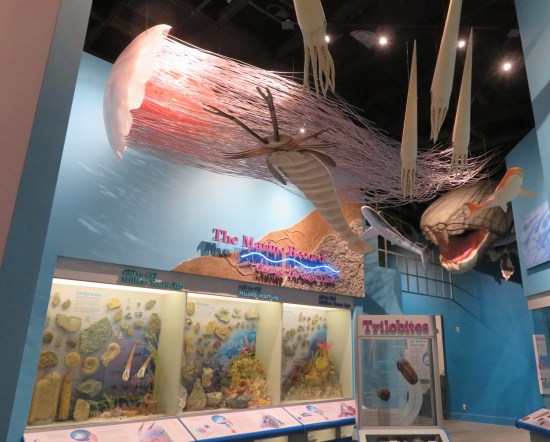 Museum room with giant jellyfish, shrimp and coelacanth hanging from the ceiling.