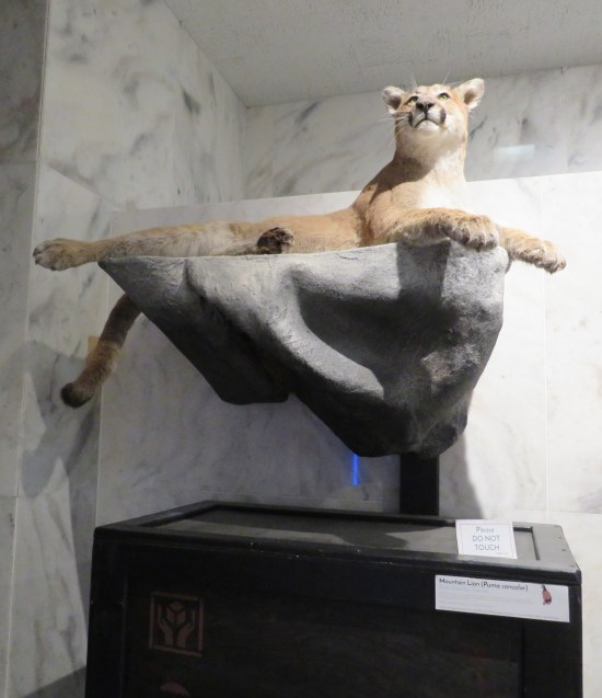 Stuffed mountain lion reclining on a museum pedestal.