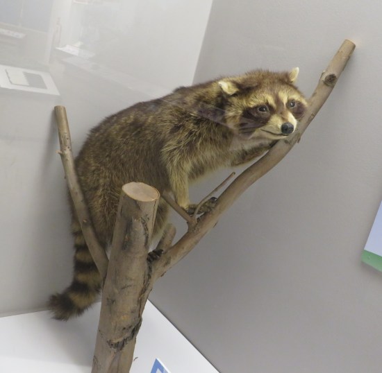 Stuffed raccoon crouched on a branch in a display case.