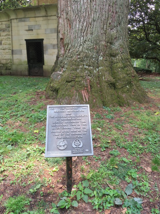 Plaque on a stand next to the 100-foot-tall basswood, in which the National Arborist Association and the International Society of Arboriculture acknowledged in 1987 it was older than the U.S. Constitution.