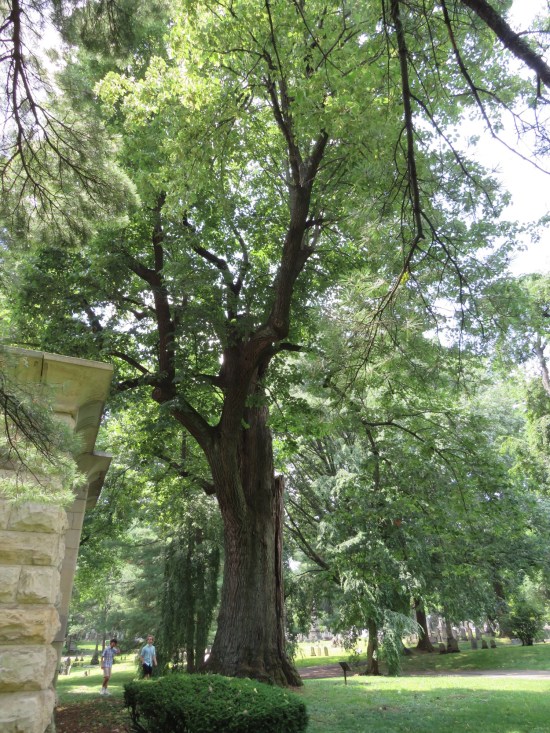 100-foot basswood tree in a cemetery, next to a mausoleum. Two people walk near it, looking tiny. Tree canopy blocks most of the blue skies.