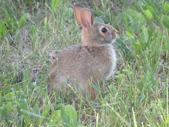 A cute gray bunny rabbit sitting in a lawn with too many weeds.