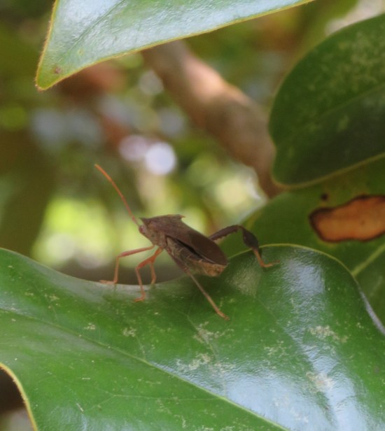 A leaffooted bug perched on a large leaf, facing away from us.