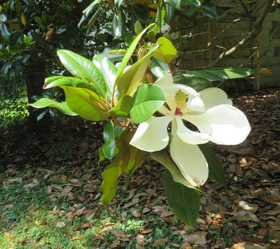 White magnolia bloom.