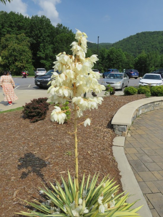 Tall white-budded plant with a bushy base of green spiky leaves. Planted in a welcome center parking lot.