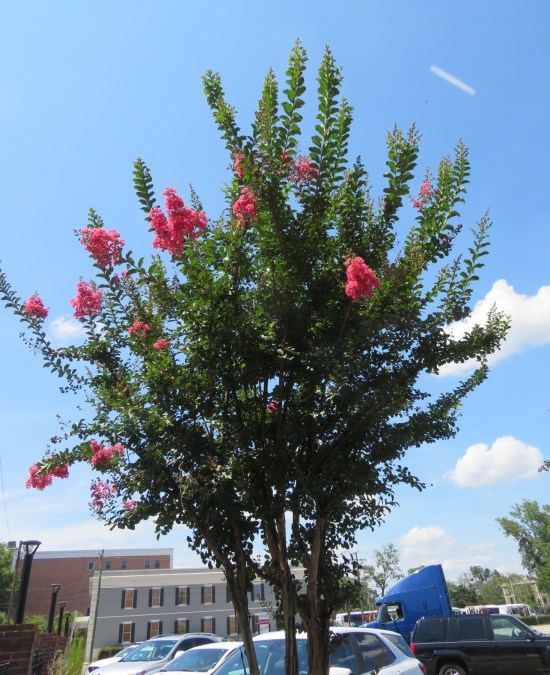 Green tree with puffy pink flowers on top.