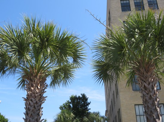 A pair of palmettos planted along a city street.