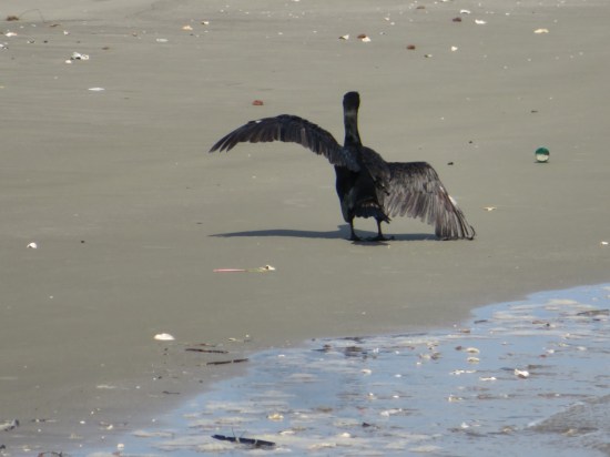 Black seabird walking on a beach, waving its wings.