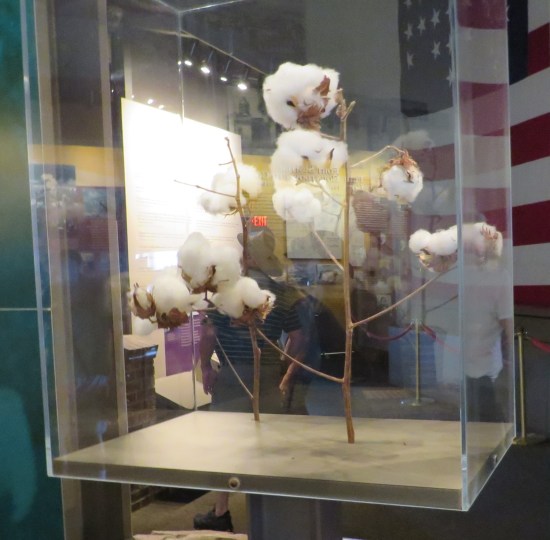 cotton branch inside a museum vitrine.