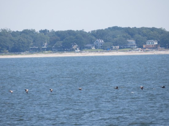 Seven birds flying across the harbor in a perfectly straight line.