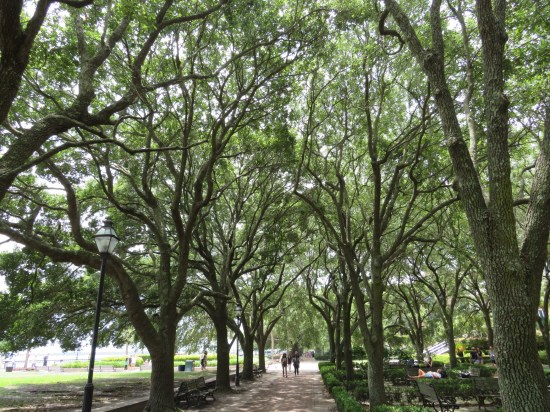 brick park path lined by lots of oaks and sunshine.