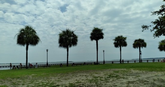 Grassy park with five palmettos lined along the harbor's edge.