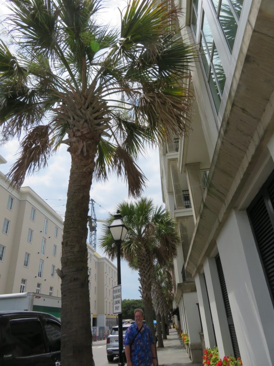 City sidewalk lined with palmettos, with me standing at the far end.