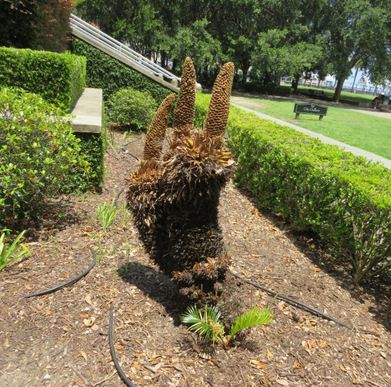 sago palm in a mulch-covered yard.