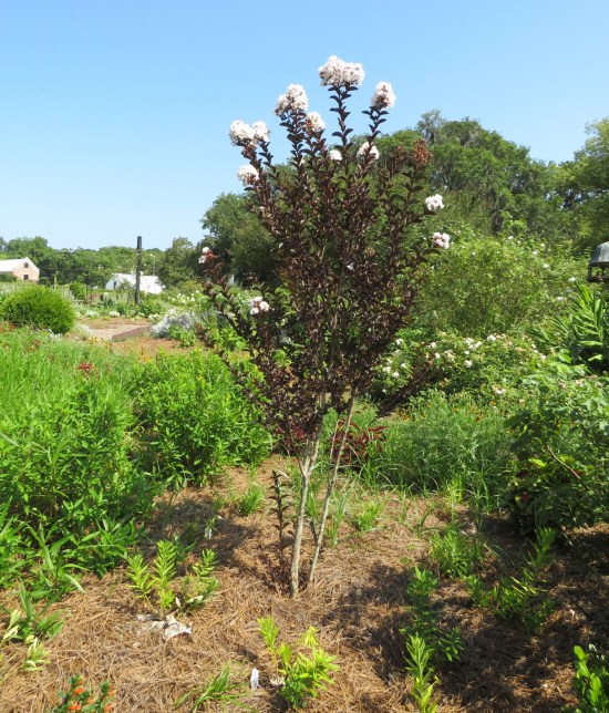 Much tinier tree in the middle of other flowers, with white blooms on top.
