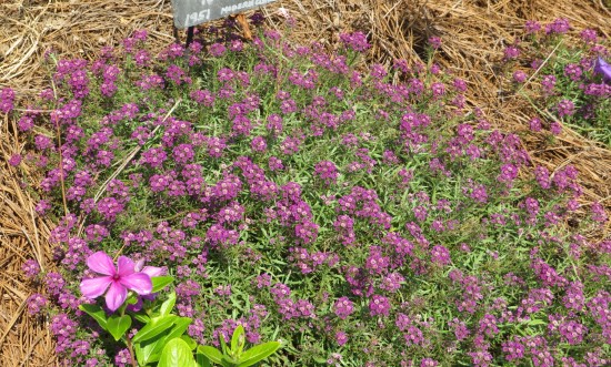 blossomtime roses, dozens.