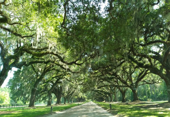 Giant old oaks lined along both sides of a long, straight road. Very green.