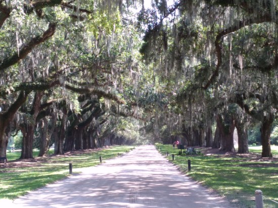 Same rows of trees along same road, but now all grayer.