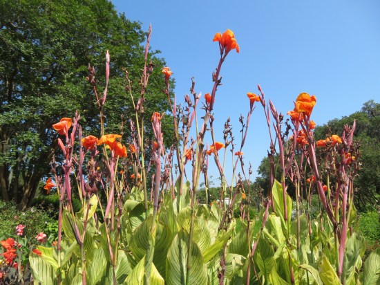 Canna, orange and very tall and thin