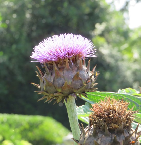 cardoon, fuzzy pink on top