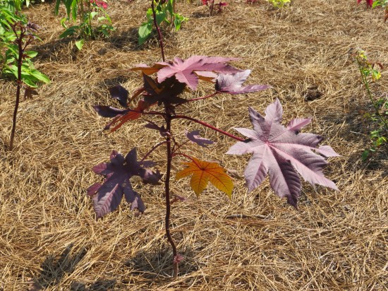 castor bean plant looking like a puny purple maple.