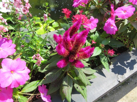 celosia