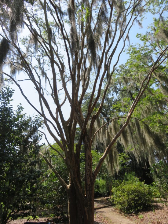 tall narrow tree with spindly limbs reaching directly upward.