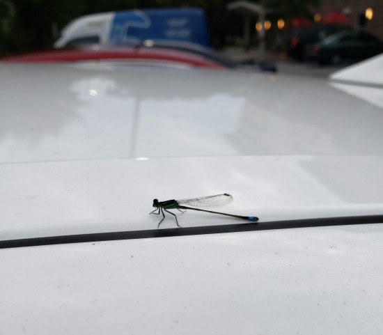 dragonfly perched on white car.