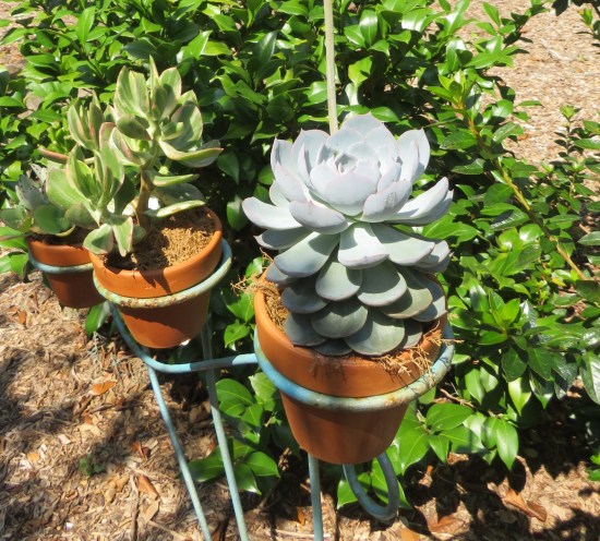 elf cup in flowerpot