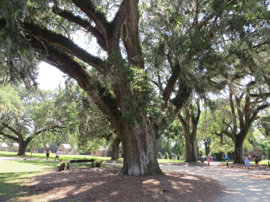 Real big tree surrounded by mulch. The driveway circles halfway around it.