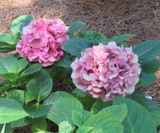 Two pink hydrangeas
