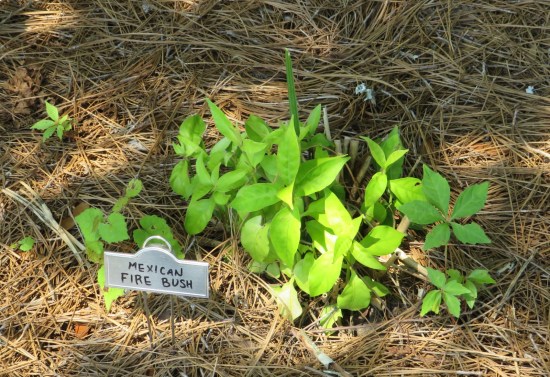 Bland green plants with a tiny sign reading "Mexican fire bush".