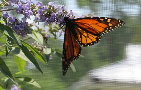 monarch butterfly on a purple flower.