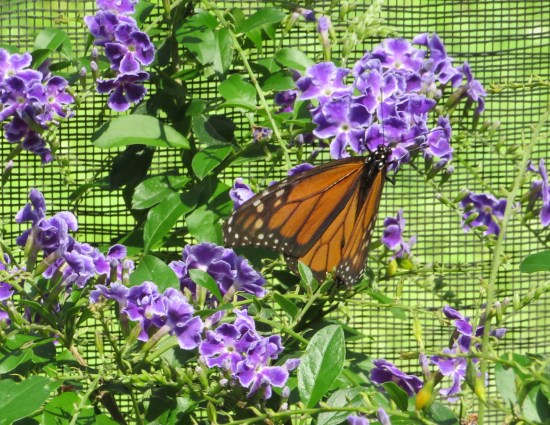 Monarch butterfly poking at purple flower in front of green mesh wall.