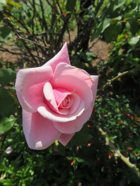 a single pink rose