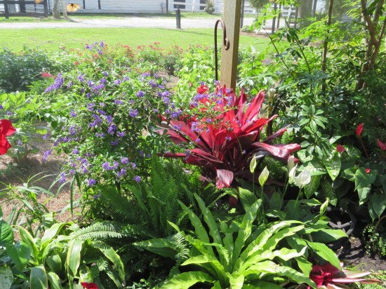 red and purple flowers sharing space.