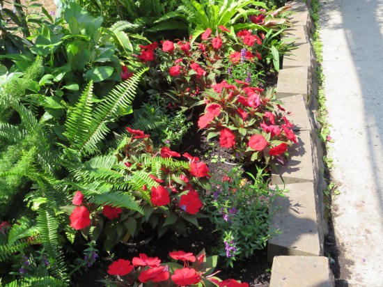 Bushes with lots of red flowers next to a stone walkway.