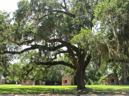 One giant old tree next to a driveway, taking up the entirety of the pic's top half. A bit behind the tree is a row of beige one-room houses. Tourists wander.
