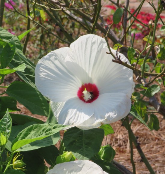 A single white hibiscus