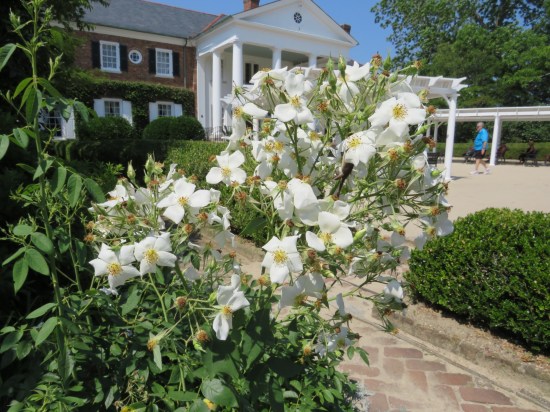 bush full of white roses