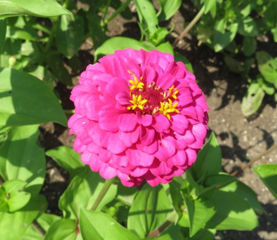 One zinnia, pink with yellow core