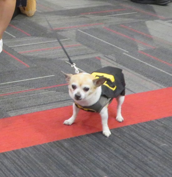 Tiny white growling dog with a Batman cape, crouched on gray carpet