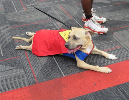 Brown doggie with Superman cape, lying on gray carpet.
