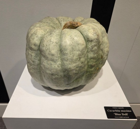 Off-white pumpkin with blue ridges on a short white pedestal. Name card says 